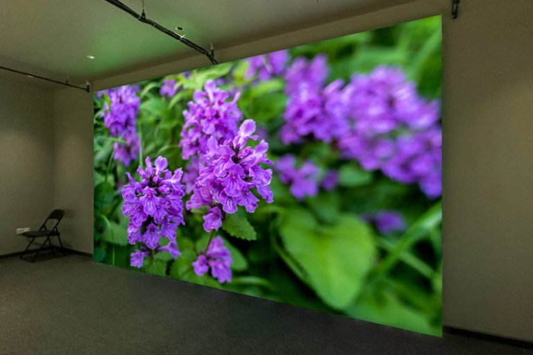 VANTA COB microLED Screen for Network School, Forest City